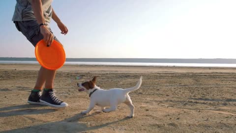 Young happy playing with cute puppy dog Jack Russell terrier on beach
