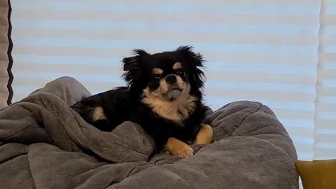 a puppy on a blanket