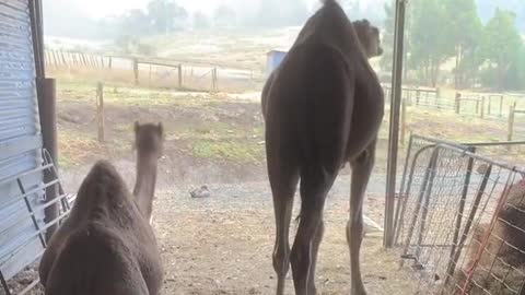 Couple Camels Quite Lunch Time In Barn