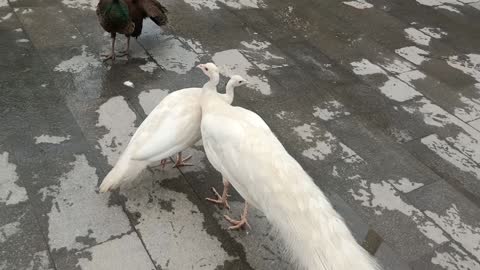 Are white peacocks mutated?