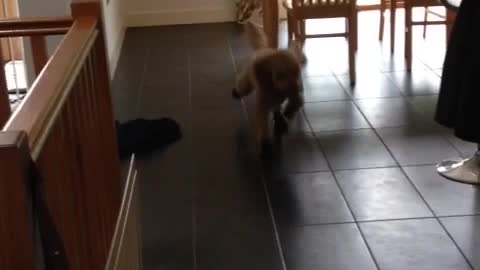 Brown curley haired dog runs at camera with black socks on