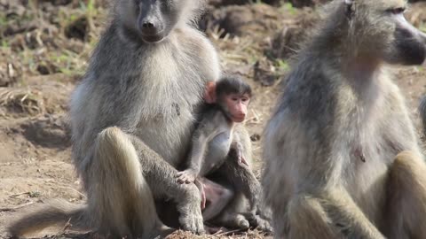 Baboon Baby Animal Videos