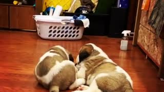 Puppy Sits On His Brother During Adorable Play-fight Moment