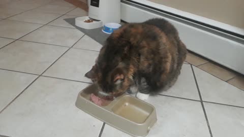 Watch This Hungry Cat Devour Its Meal!