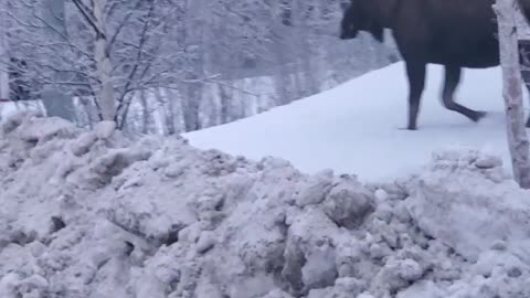 Moose Meander Along the Streets of Anchorage