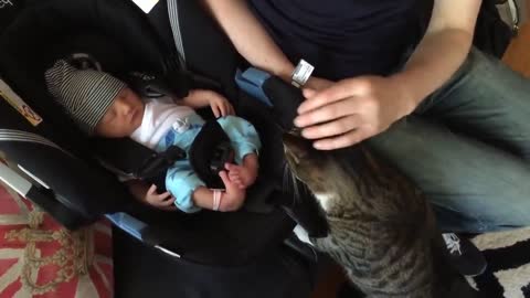 🔥Cats meet a newly Born Baby for the first time🔥