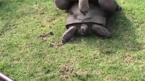 Turtles when making love