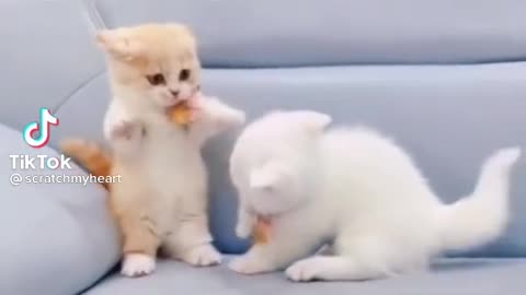 OMG CUTE CAT