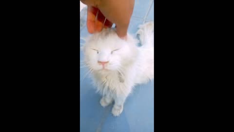 He likes massage. He is getting sleepy.#Smilecat#cut# viral