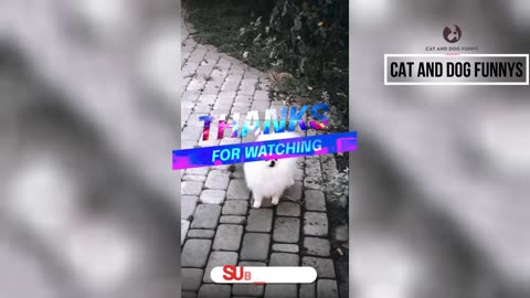 very funny cat runs fast