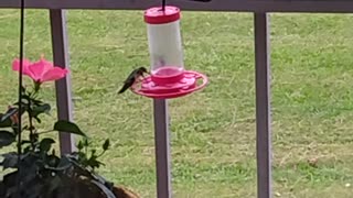 Hummingbirds aplenty