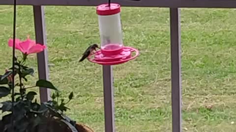 Hummingbirds aplenty