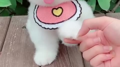 Funny and Cute Pomeranian