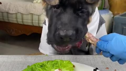 DOG EATING VEGGIE AND MEAT EATING SHOW # AMAZING FOOD ASMR