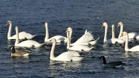 How Cute While Swans Birds are swimming in the city river | Swan Bird is on the lake