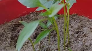 Growth in the Vegetative Stage | Indoor Bell Pepper Experiment