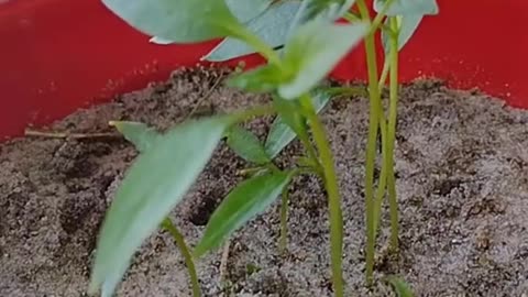 Growth in the Vegetative Stage | Indoor Bell Pepper Experiment