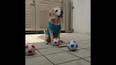 This puppy loves to play ball with its owner