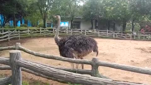 Ostrich likes to bask in the sun in the morning