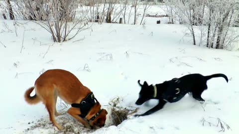 Snow digging dogs