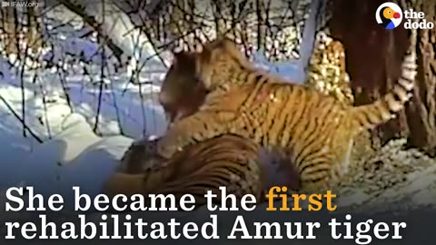 Orphaned Tiger is First Of Her Kind To Give Birth In The Wild | The Dodo