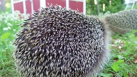 Hedgehog: How spikes work