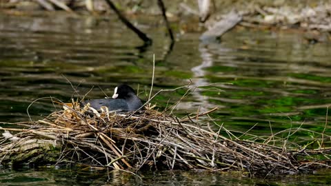how do birds make their nests?