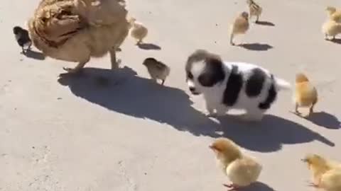 Adorable mama duck with her babies and puppy. cute animals.