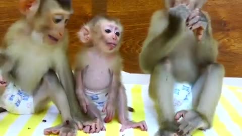 Awesome smart monkey Jacky help carry baby PoPo instead Mom after bathing in bathroom