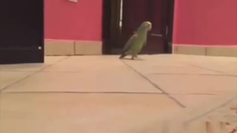 Funny Birds/Parrots