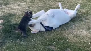 Dog Sells Out as the other drops the ball