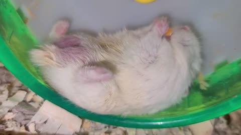 Hamster eats nibble in the laziest conceivable manner