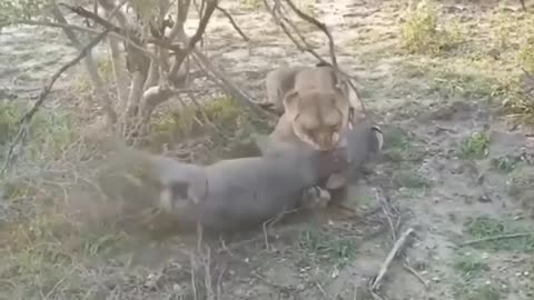 Lions Gather Around To Hunt Wild Boars