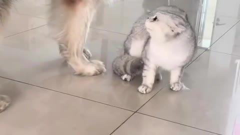 this cat gatting angry with dog