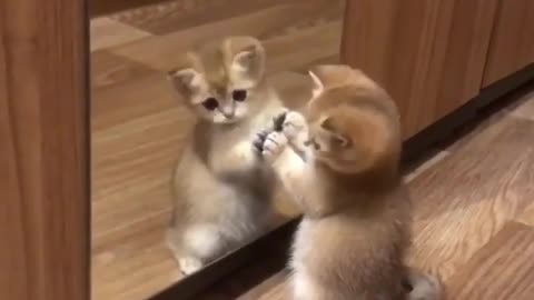 Mirror Playing small kitten