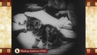 Madcap Ambrose (1916) 🐱 Cat Movies 🎥🐈