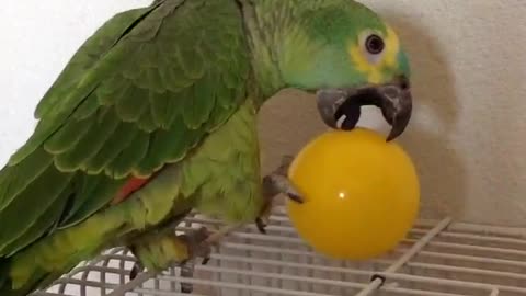 FUNNIEST PARROTS - Cute Parrot And Funny Parrot Videos