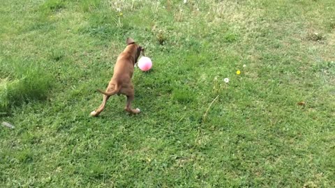 Meet our Boxer doggy toddler Malibu
