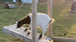 Goat Enjoying Some Time on Special Swing