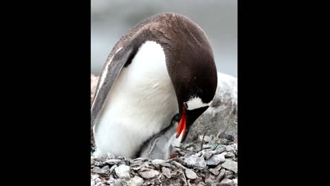 Three minutes of nothing but tiny Penguin sweet chicks!