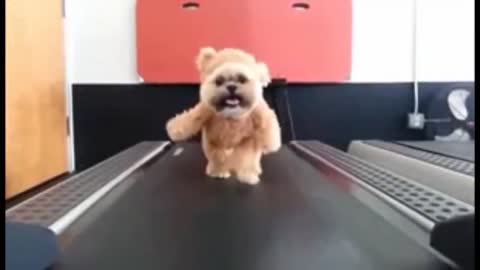 Cute fluffy Dog starts training with treadmill !