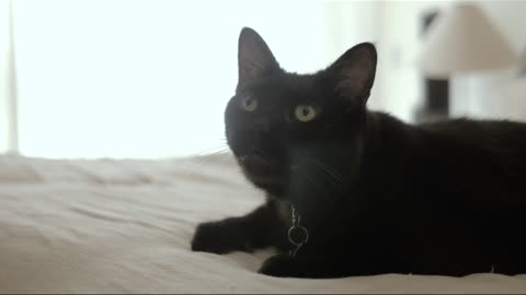 Black cat sitting on a white bed