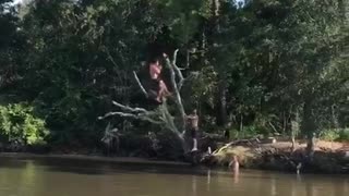 Man falls off tree branch