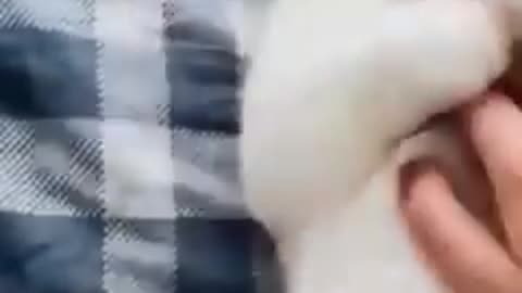 Funny dog cat video