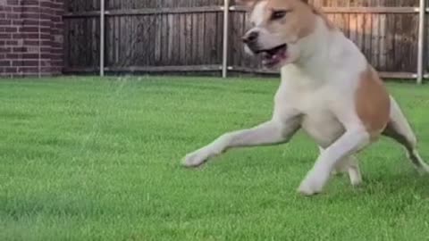 Cute Dog Training and playing #Funny Dog