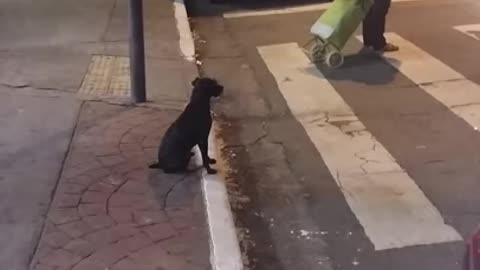 dog waiting for the traffic light to open to cross