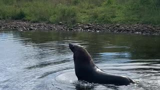 Rare Sight of Seal Wading in Fresh Water