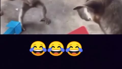 Funny dog and monkey fight