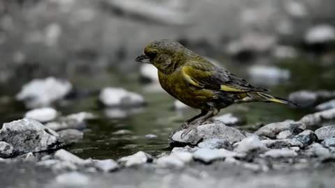 Wildlife birds & animal videography
