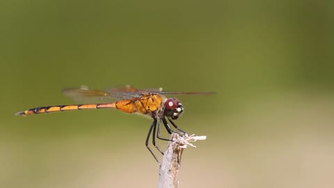 Immature Female Four-spotted Pennant